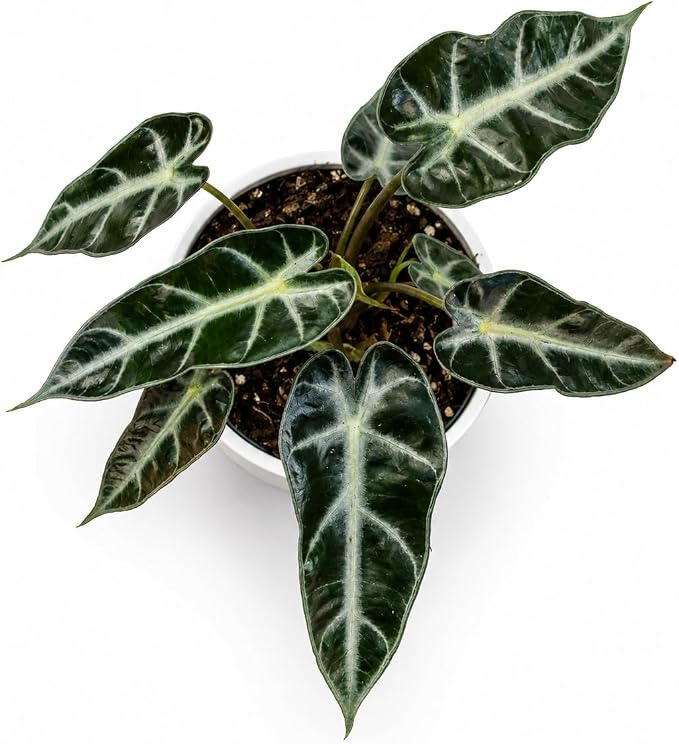 Alocasia Bambino Live Plant, Indoor Houseplant, Natural Air Purifier Plants, Alocasia Plants Live Houseplants for Indoor Spaces