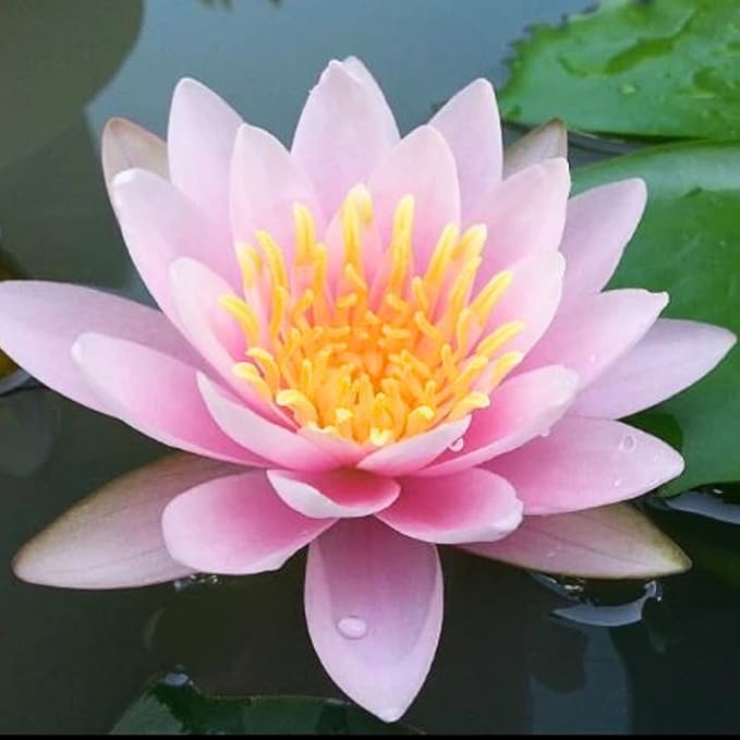 Mainam Mix Colorful Tropical Water Lily Tuber Live Aquarium Plant for Freshwater Fish Pond Balcony Buy 2 GET Fertilizer Free (Pink Nymphaea Ploi Dang)