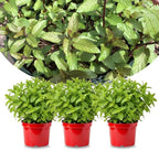 Sets 3 Random Mint Plants Live Fast Growing for Spring Planting, Fragrant Culinary Herb Mint for Indoor Outdoor Gardening, Cold Hardy