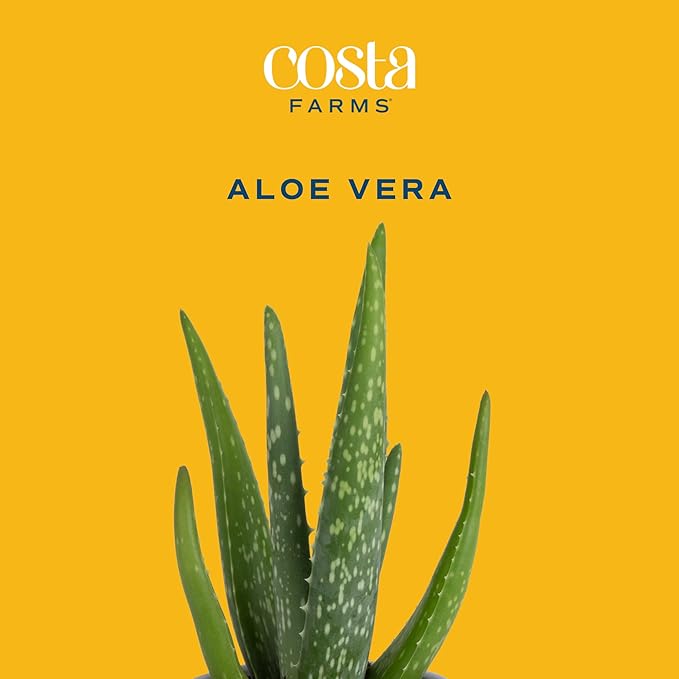 Altman Plants, Live Snake Plant, Sansevieria trifasciata Superba & Costa Farms Aloe Vera, Live Succulent Plant, Easy Care Indoor Houseplant in Modern Décor Planter