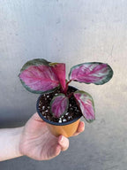 PLANTVERS Live Calathea Plant in 2" Grow Pot – Easy Care & Low Maintenance Tropical Houseplant – Air Purifying Indoor Plant for Low Light & Home Décor (Calathea Roseopicta ‘Rosy’)