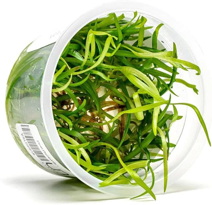 SubstrateSource Live Plant - Vallisneria Spiralis (Vallisneria spiralis) - Background Rosette, Snail-Free in Vitro Aquarium Plant - Tissue Culture
