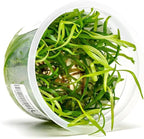 SubstrateSource Live Plant - Vallisneria Spiralis (Vallisneria spiralis) - Background Rosette, Snail-Free in Vitro Aquarium Plant - Tissue Culture
