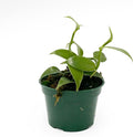 Live Vanilla planifolia Orchid Plant - 'Vanilla Orchid' - ragnaroc Tropical Plant 3-6" Tall - 4ct - Live Arrival Guaranteed - House Plants for Home Décor & Gift