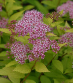 RedCrocus Goldmound Bumalda Spirea- Vibrant Deciduous Shrub for Garden Borders & Containers, Pollinator-Attracting, Easy Care, Full Sun to Partial Shade, Pet Safe, Fertilizer & Pruning Tip