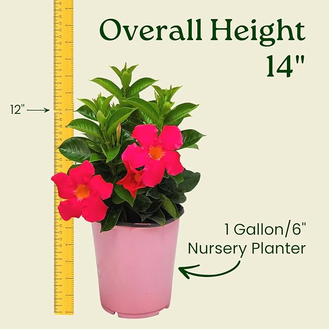 Coral Dipladenia Bush - Live Flower Plant - Tropical Plants of Florida - 14 inch Overall Height - 1 Gallon (Plant Only)