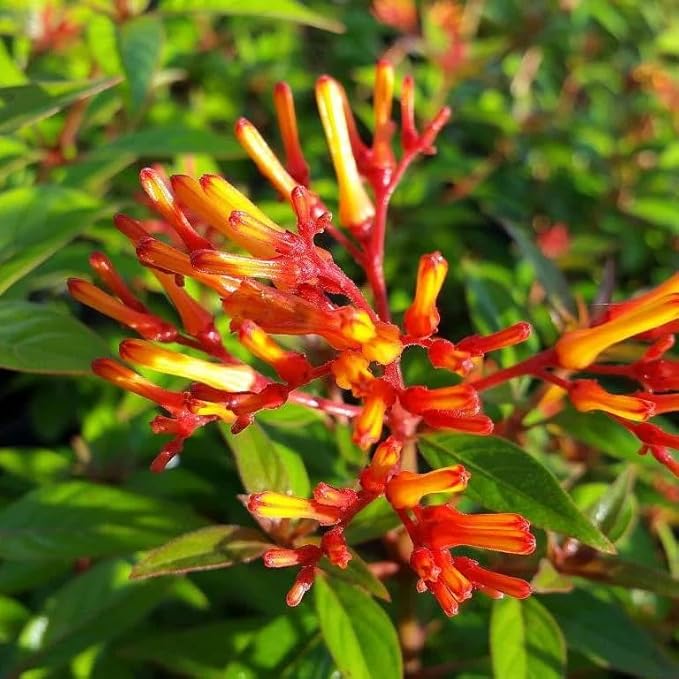 Mexican Firebush Live Plants (5-9") - Pack of 2 (Two) - Hamelia Patens Hummingbird Bush - Firecracker Shrub - Non-Stop Orange Blooms - Heat Tolerant Perennial Shrub - Fast Growing Pollinator Magnet