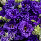 Eustoma Lisianthus Plant Live, Lisianthus Flowers Well Rooted Plug 2-3 Inch Height, Lisianthus Thornless Roses Seedling (Dark Blue Lisianthus)