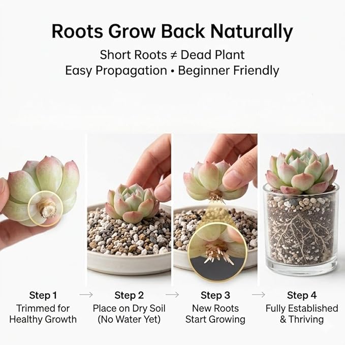 100 Pack Succulent Plants Live, Assorted Succulents Bulk Bare Root, Live Mini Succulent Plants, Easy Care Indoor Outdoor Plants for Beginners, Terrarium DIY Kit, Wedding Party Favors,Desk Decor
