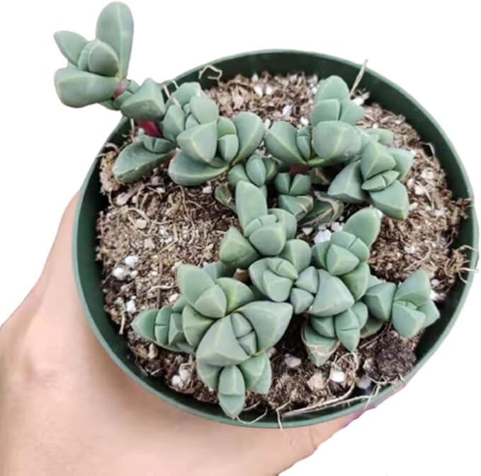 Live Succulent Cactus Plants (4" Pot Corpuscularia Lehmannii Ice Plant)