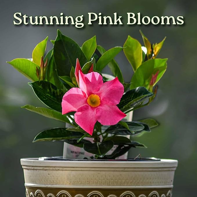 Pink Dipladenia Bush Live Plant - Tropical Plants of Florida - 14 inch Overall Height - 6 inch Planter Pot (1 Gallon) (Plant Only)