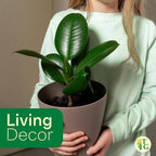 Thorsen's Greenhouse Ficus elastica, Live Indoor Plant, Rare Variety, Natural Air Purifier, Burgundy Rubber Plant, 4-Inch Diameter Pot (White)