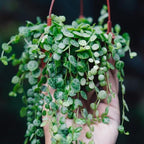 String of Turtles Live Plant, Rare Succulent Houseplant Indoor Home Decoration
