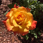 Rose Live Plant, Roses Flower Plant, Fragrant Flower for Planting, 4-6 Inches Tall, Bush Shrub Plants, Well Rooted, Ready to Grow (Red Yellow Rose)