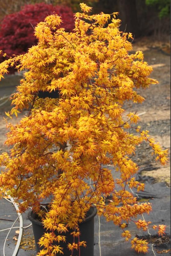 Golden Falls Japanese Maple Tree – Rare Cascading Variety – Brilliant Golden Foliage – Perfect for Landscape, Garden, Patio & Bonsai –3 Year Live Plant