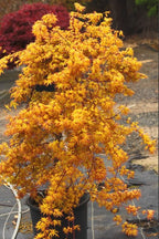 Golden Falls Japanese Maple Tree – Rare Cascading Variety – Brilliant Golden Foliage – Perfect for Landscape, Garden, Patio & Bonsai –3 Year Live Plant