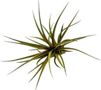 Air Plants - Flowering Tillandsia Stricta Large 5" - 1ct - Live Arrival Guaranteed - House Plants for Home Decor & Gift