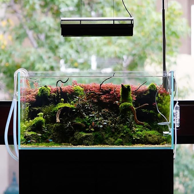 Ultum Nature Systems Homalomena Sp. Sekadau South Tissue Culture Live Plant for Aquarium, Aquascape, Freshwater Fish Tanks - 100% Snail Free in Vitro