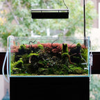Ultum Nature Systems Homalomena Sp. Sekadau South Tissue Culture Live Plant for Aquarium, Aquascape, Freshwater Fish Tanks - 100% Snail Free in Vitro