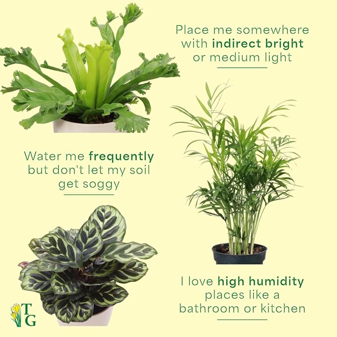 Thorsen's Greenhouse Live Pet Friendly Indoor Houseplants, Live Plants, Safe for Pets, 4" Diameter Pot, 3-Pack (Copper)
