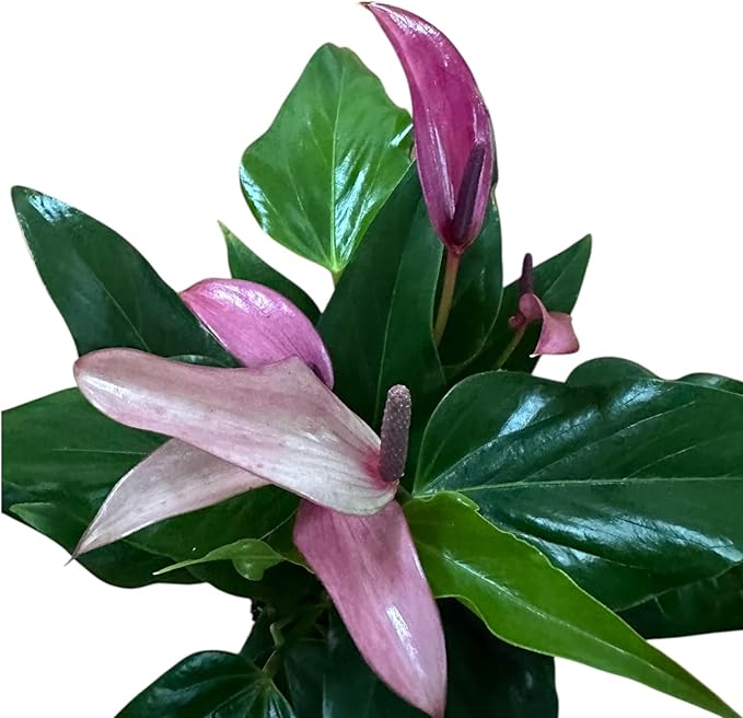 Anthurium (12"-14" Tall) Unique and Gorgeous Live Indoor Plant, Easy Care and Easy to Grow, Bloom Plant, 4 inch Pot (Zizou Purple)