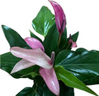 Anthurium (12"-14" Tall) Unique and Gorgeous Live Indoor Plant, Easy Care and Easy to Grow, Bloom Plant, 4 inch Pot (Zizou Purple)