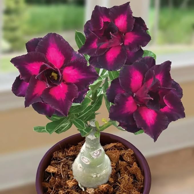 5 Desert Rose Seeds (Adenium Obesum) - Exotic Flowering Succulent Seeds for Indoor and Outdoor Home Garden Potted Plants