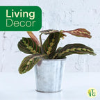 Thorsen's Greenhouse Red Prayer Plant, Live Indoor Plant, Pet Friendly, Popular Houseplant, Red Maranta, Easy to Grow, 4" Diameter Pot (Copper)