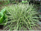 RedCrocus Ice Dance' Sedge Grass, Carex morrowii 'Ice Dance', Variegated Ground Cover, Shade Plant, Container Friendly, Deer Resistant, Pet Safe, Evergreen 1 Gallon (Pack of 2)