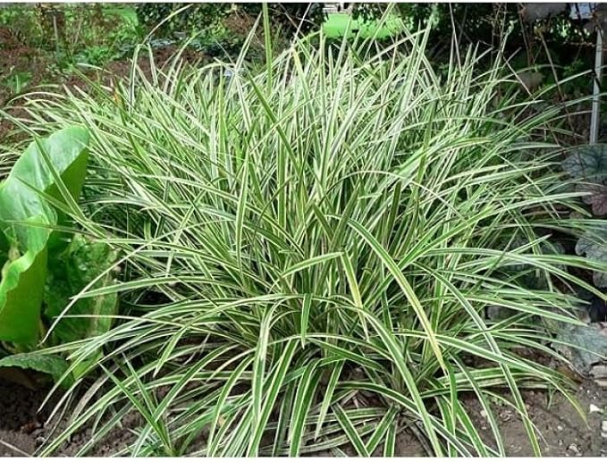 RedCrocus Ice Dance' Sedge Grass, Carex morrowii 'Ice Dance', Variegated Ground Cover, Shade Plant, Container Friendly, Deer Resistant, Pet Safe, Evergreen 1 Gallon (Pack of 2)