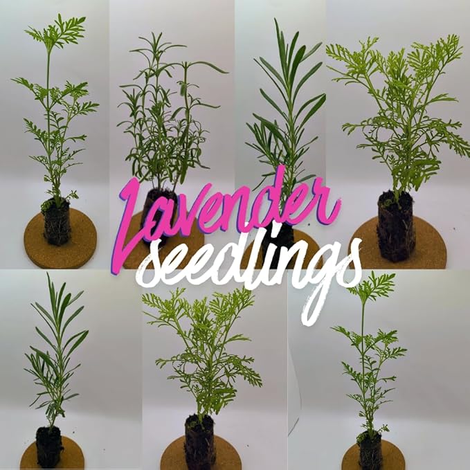 4 Lavender Plants Live Starter Plants 4-6" in Tall, Hardy Perennial Lavender for Garden and Landscape with Fragrant Purple Blooms, No Pot (Purple)
