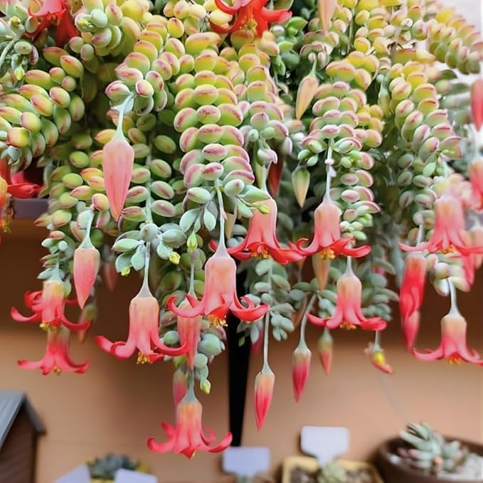 Cotyledon Pendens Succulent Plant Live – 4 Inch Pot | Rare Trailing Houseplant | Easy-Care Indoor Succulent
