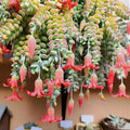Cotyledon Pendens Succulent Plant Live – 4 Inch Pot | Rare Trailing Houseplant | Easy-Care Indoor Succulent