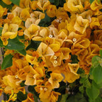 2 Yellow Bougainvillea Plants Live, Trailing Bougainvillea Flowering Vine, Well Rooted Bougainvilleas 4-7 Inches