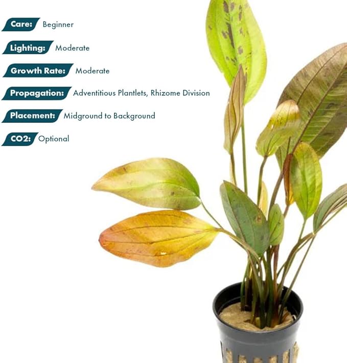 SubstrateSource Echinodorus Ozelot Sword Live Plant for Freshwater Aquariums, Natural Fish Tank Decorations, and Aquatic Decor (1 Pot (2-3 Plants))