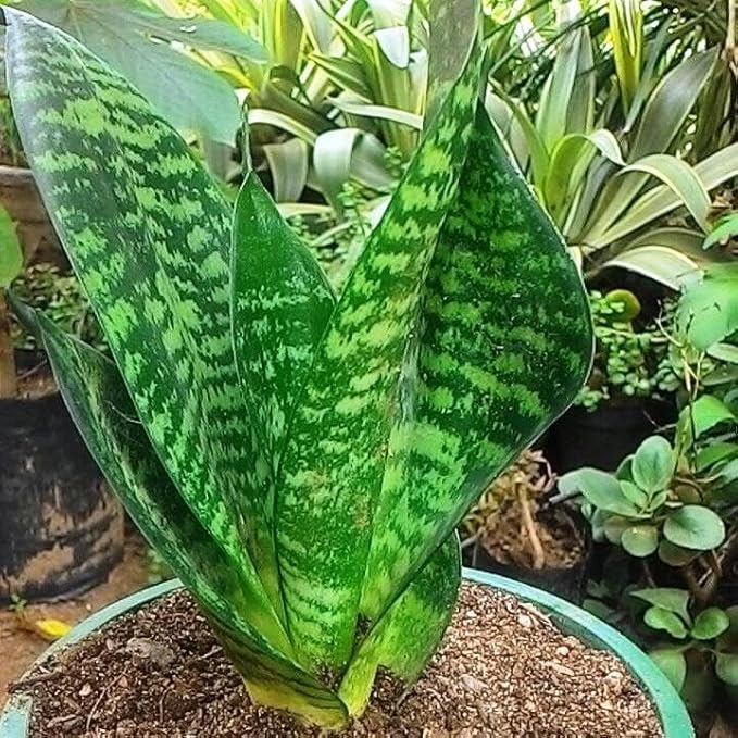 RedCrocus Zeylanica Snake Plant Sansevieria trifasciata 'Zeylanica' Indoor-Outdoor| Low Maintenance, Pet-Friendly, Variegated Foliage, Easy Care, Drought Tolerant, Air Purifier 10" Pot