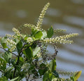 Virginia Sweetspire 2 Live Shrub (Itea virginica) – Native Pollinator Shrub with Fragrant White Flowers – 1 Gallon Pot, 2–3 ft Plant