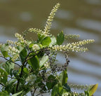 Virginia Sweetspire 2 Live Shrub (Itea virginica) – Native Pollinator Shrub with Fragrant White Flowers – 1 Gallon Pot, 2–3 ft Plant