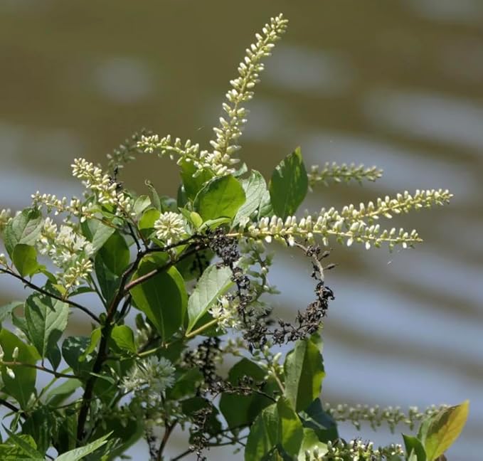 Virginia Sweetspire 4 Live Shrub (Itea virginica) – Native Pollinator Shrub with Fragrant White Flowers – 1 Gallon Pot, 2–3 ft Plant