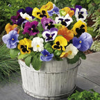 Pansy Plants Live, Mix Color Viola Flowers, Winter Hardy Garden Plants, Pack of 4