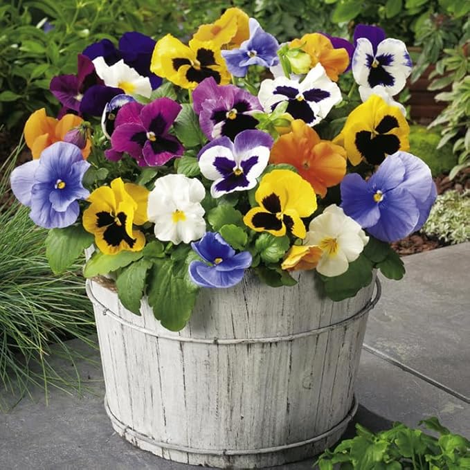 Pansy Plants Live, Mix Color Viola Flowers, Winter Hardy Garden Plants, Pack of 4