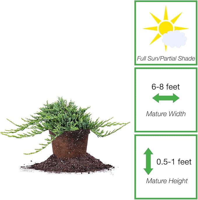 Perfect Plants Blue Rug Juniper Shrub 1 Gallon | Live Outdoor Plant | Good for Vines or Groundcover | Evergreen Foliage All Year