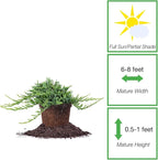 Perfect Plants Blue Rug Juniper Shrub 1 Gallon | Live Outdoor Plant | Good for Vines or Groundcover | Evergreen Foliage All Year