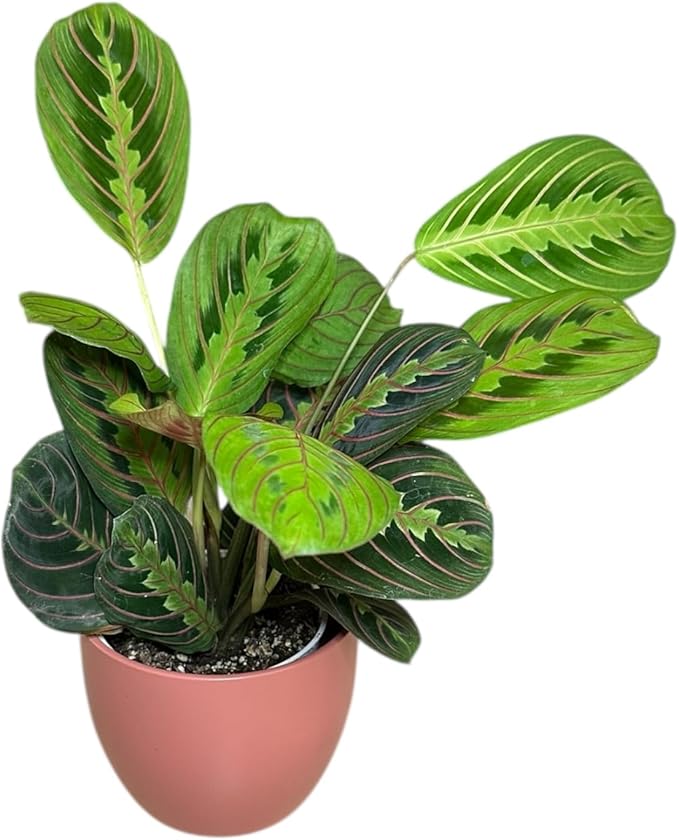 Live Plant, Red Maranta Prayer Plant, Pet Friendly, Air Purifying Plant, Easy Care, Easy to Grow Live Indoor Plant, Houseplant, Rare Indoor Plant, Home Décor 4.7 inch Pot (Coral)