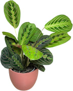 Live Plant, Red Maranta Prayer Plant, Pet Friendly, Air Purifying Plant, Easy Care, Easy to Grow Live Indoor Plant, Houseplant, Rare Indoor Plant, Home Décor 4.7 inch Pot (Coral)
