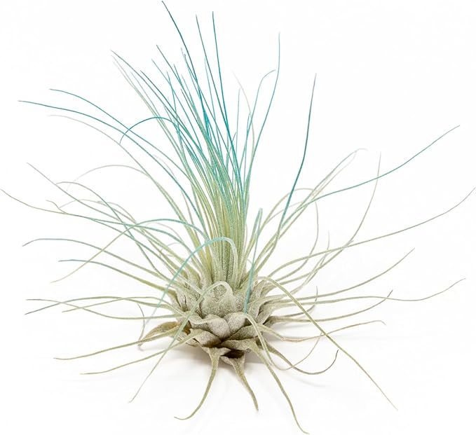 Teal Blue Colorful Tillandsia Air Plants - Long Lasting Color Enhanced Live Tillandsia Succulent House Plants - Home and Garden Decor - Easy Care Indoor and Outdoor (Argentea Thin, Single)