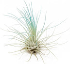 Teal Blue Colorful Tillandsia Air Plants - Long Lasting Color Enhanced Live Tillandsia Succulent House Plants - Home and Garden Decor - Easy Care Indoor and Outdoor (Argentea Thin, Pack of 3)