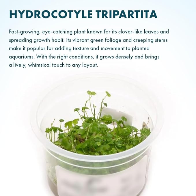 SubstrateSource Live Plant - Hydrocotyle Tripartita 'Japan' Tissue Culture Aquatic Live Aquarium Plant - 100% Snail Free in Vitro Cup (Hydrocotyle Japan)