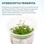 SubstrateSource Live Plant - Hydrocotyle Tripartita 'Japan' Tissue Culture Aquatic Live Aquarium Plant - 100% Snail Free in Vitro Cup (Hydrocotyle Japan)