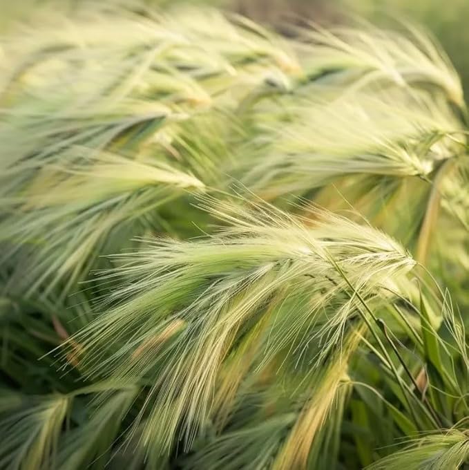 50 Squirrel Tail Grass Seeds Ornamental Grass for Planting Outdoors Hardy Perennial for Landscaping, Rock Gardens and Natural Borders